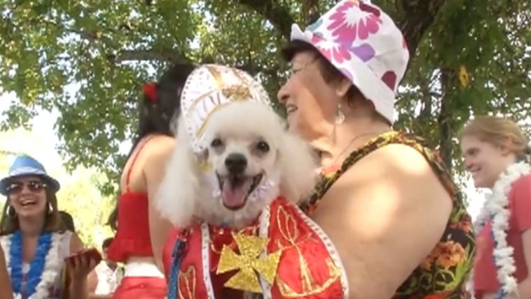 Poodle deals fancy dress